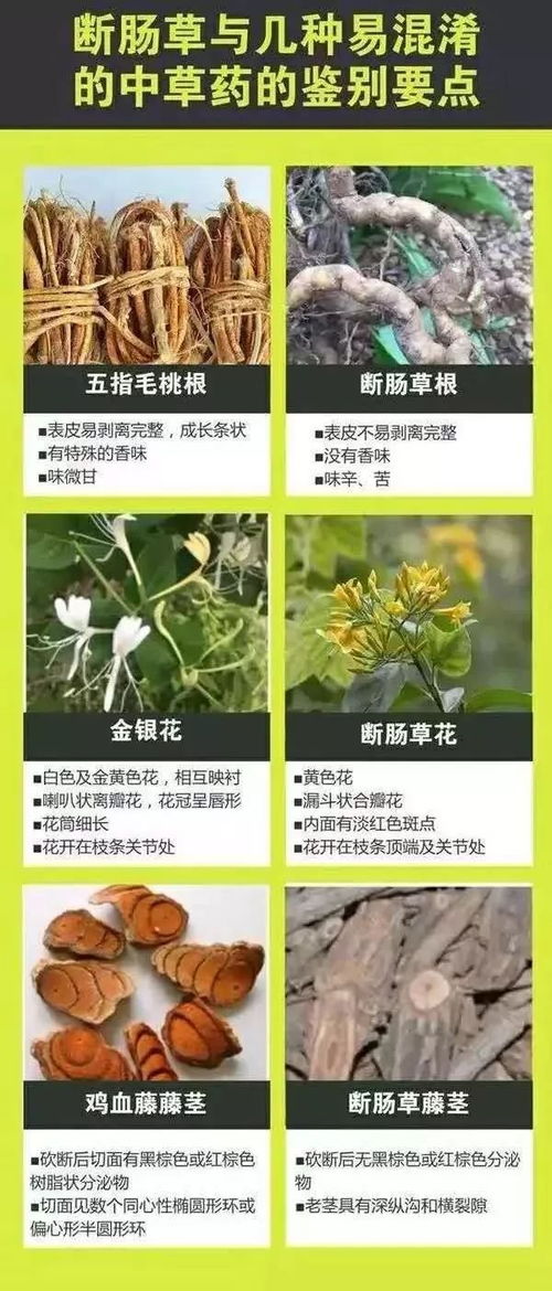 一家6口误用断肠草煲汤食用后中毒