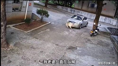 邻居浇筑水泥冲垮墙面，女子新家遭毁，一场意外的纷争